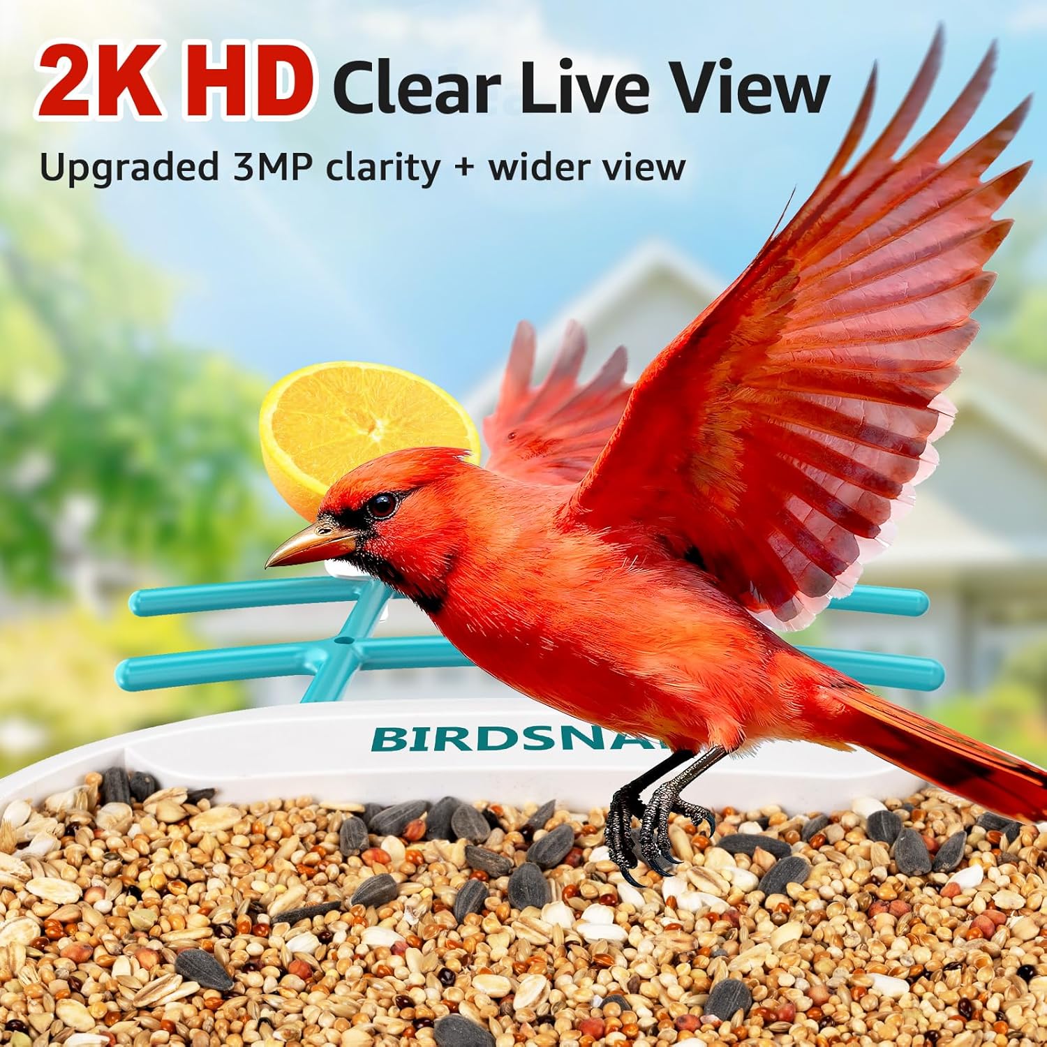 2K HD Bird Feeder Camera with  - Watch S 리뷰 및 가격